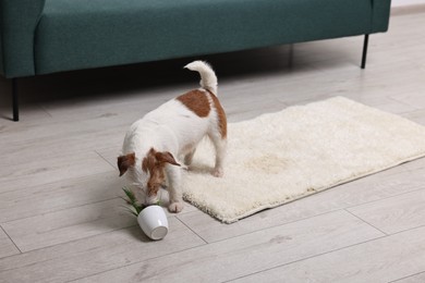 Photo of Cute dog near overturned houseplant on rug indoors. Space for text