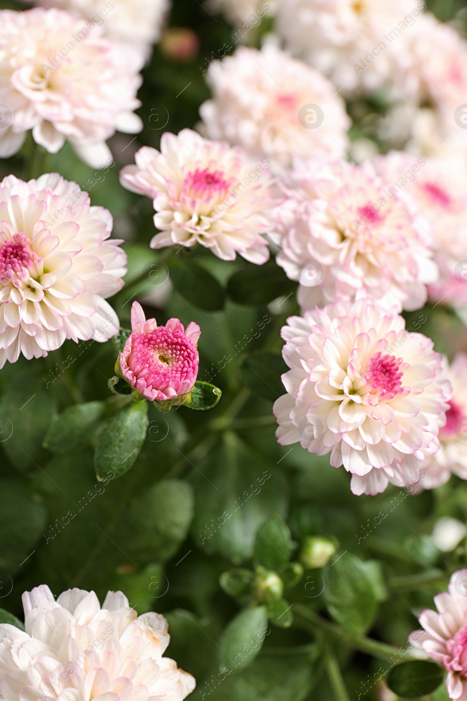 Photo of Beautiful colorful chrysanthemum flowers with leaves, closeup