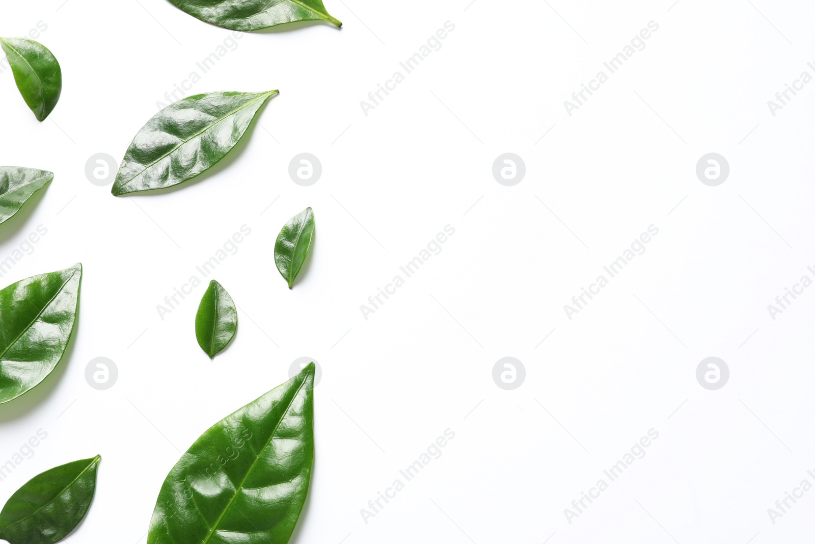 Photo of Fresh green coffee leaves on white background, top view