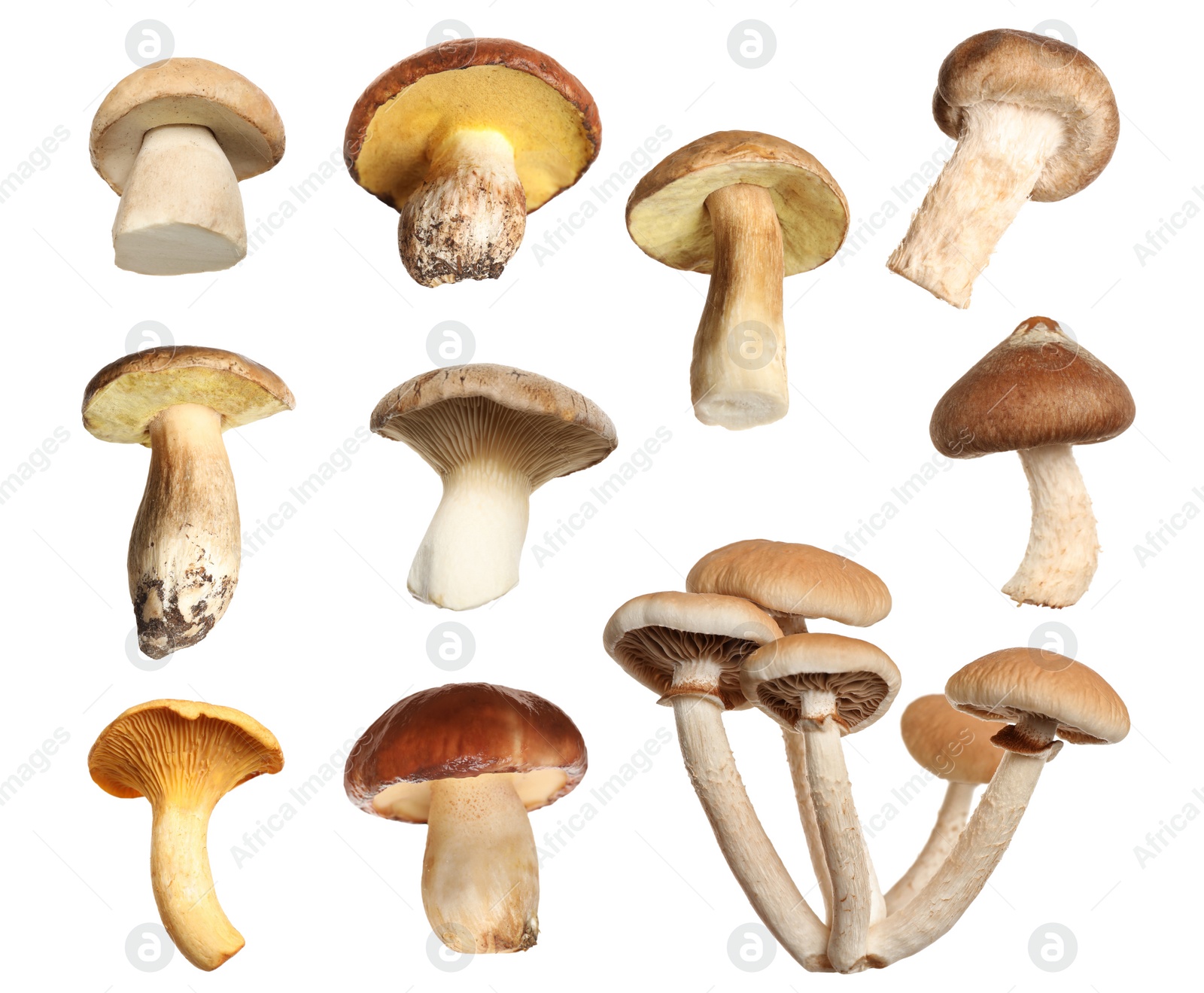 Image of Set of different fresh mushrooms on white background