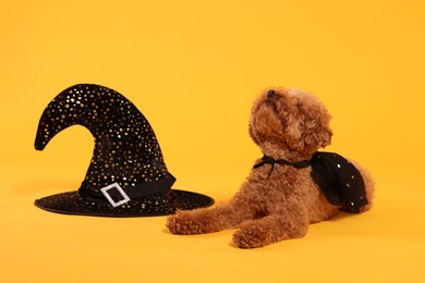 Cute Maltipoo dog with hat dressed in witch for Halloween celebration on orange background