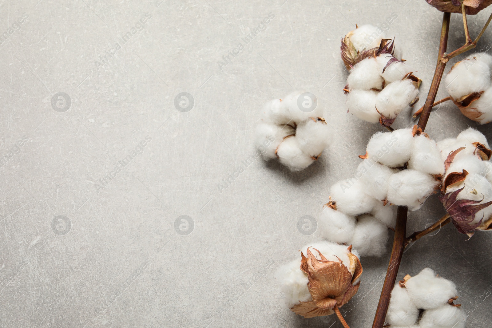 Photo of Dry cotton branch with fluffy flowers on light grey textured background, flat lay. Space for text