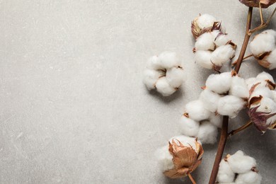 Dry cotton branch with fluffy flowers on light grey textured background, flat lay. Space for text