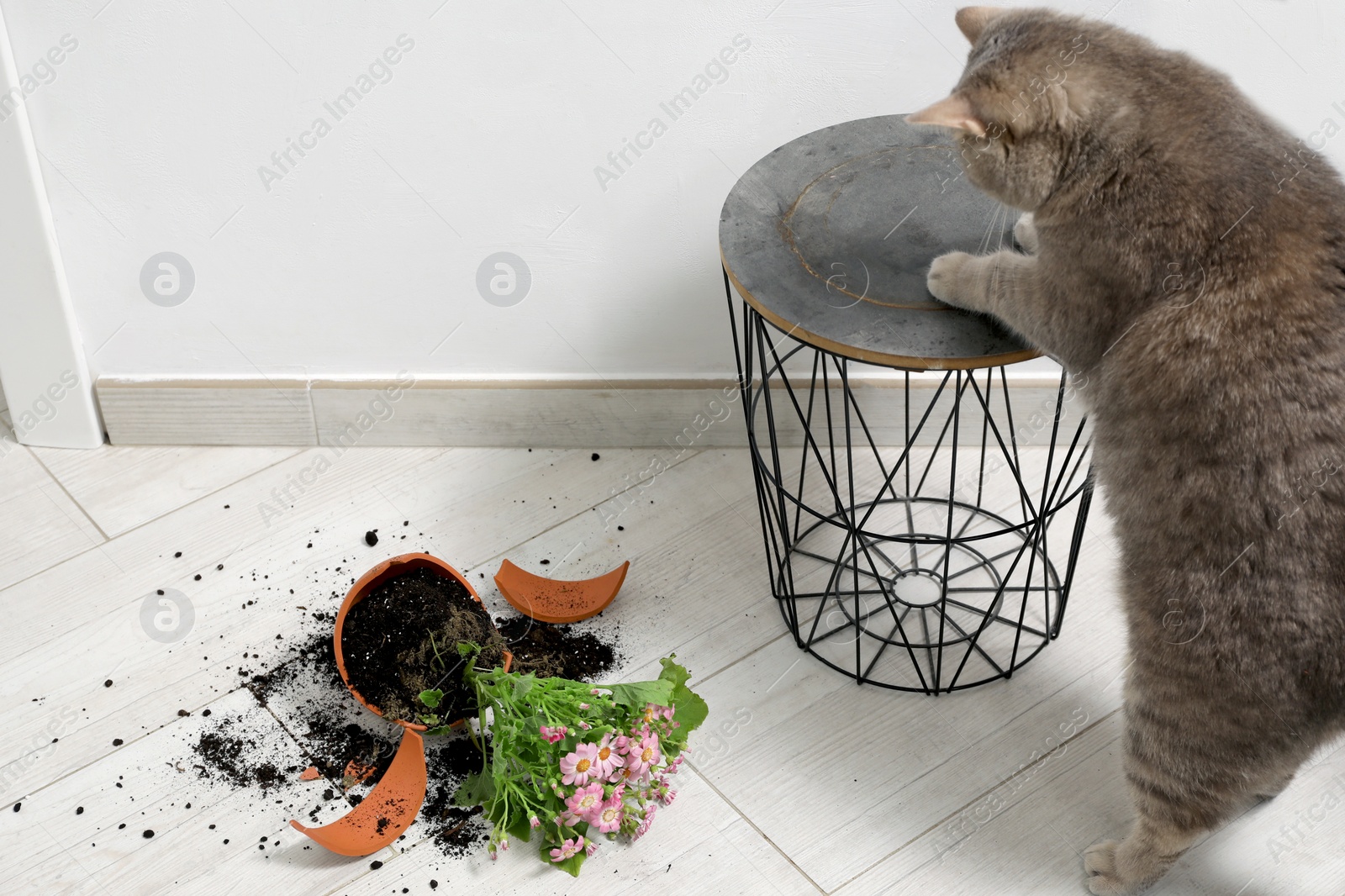 Photo of Cute cat, broken flower pot with cineraria plant and stand on floor indoors