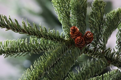 Photo of Closeup view of beautiful coniferous tree branch with cones on blurred background