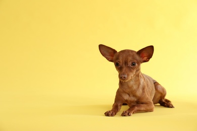 Photo of Cute toy terrier on color background, space for text. Domestic dog