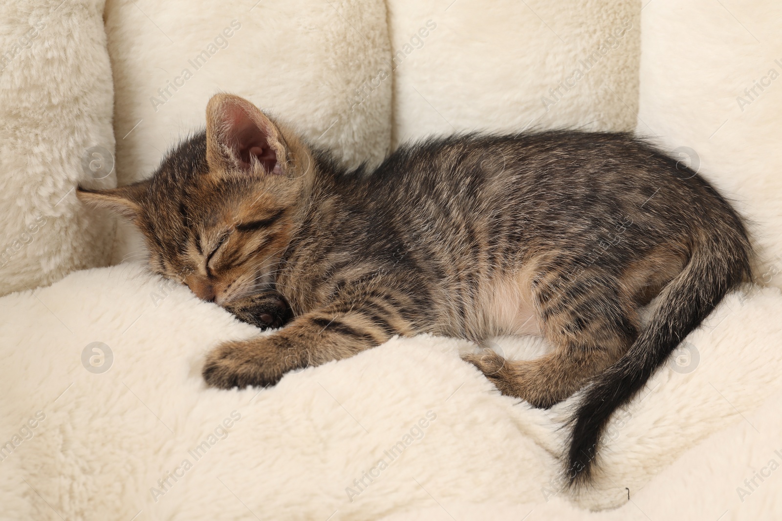 Photo of Cute fluffy kitten sleeping on pet bed. Baby animal