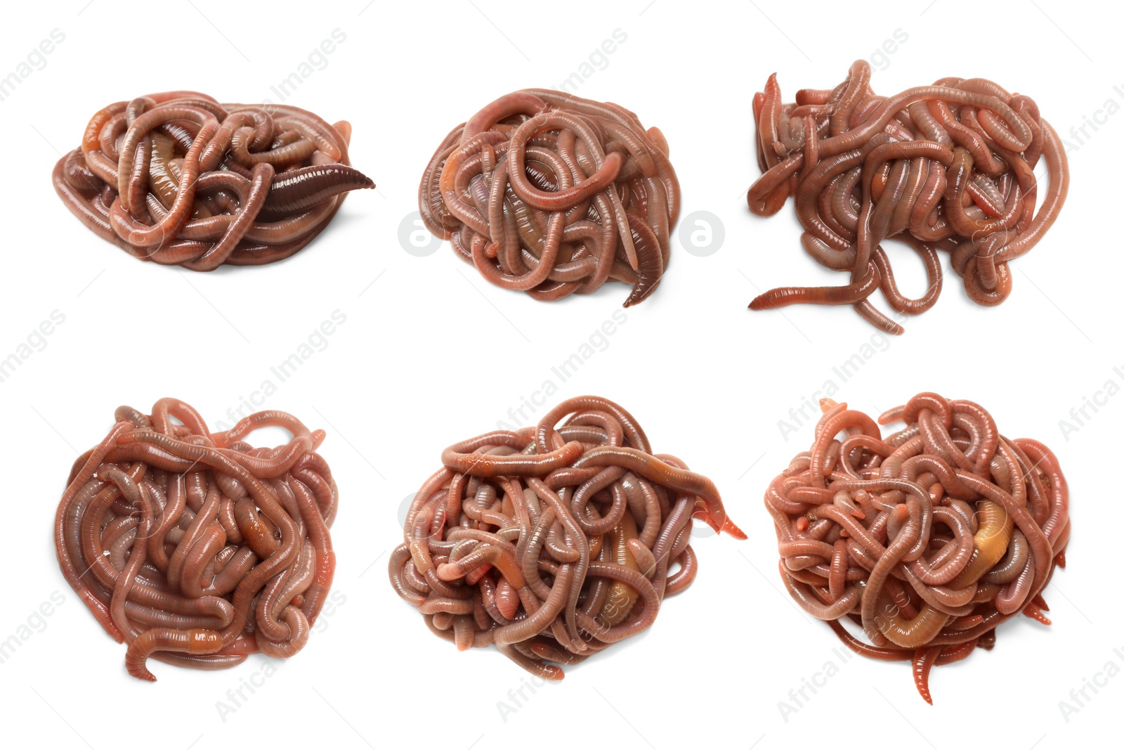 Image of Set with many worms isolated on white