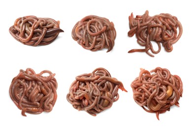 Image of Set with many worms isolated on white