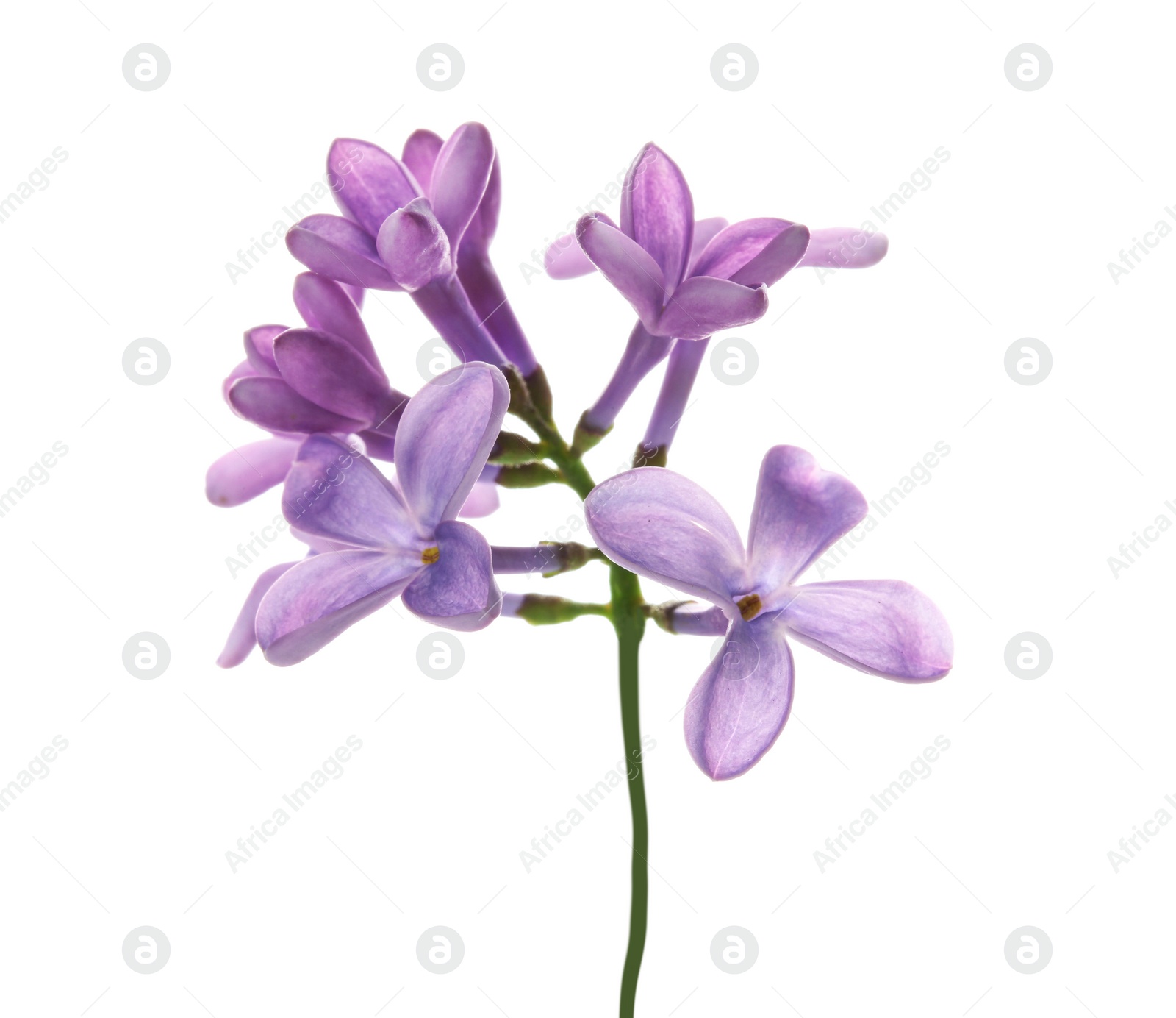 Photo of Branch with lilac flowers on white background