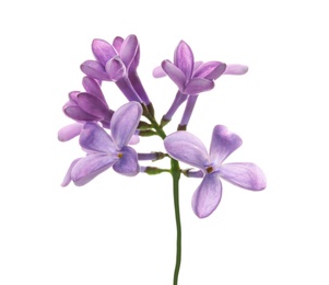 Photo of Branch with lilac flowers on white background