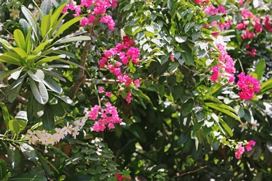 Plants with beautiful flowers at tropical resort on sunny day