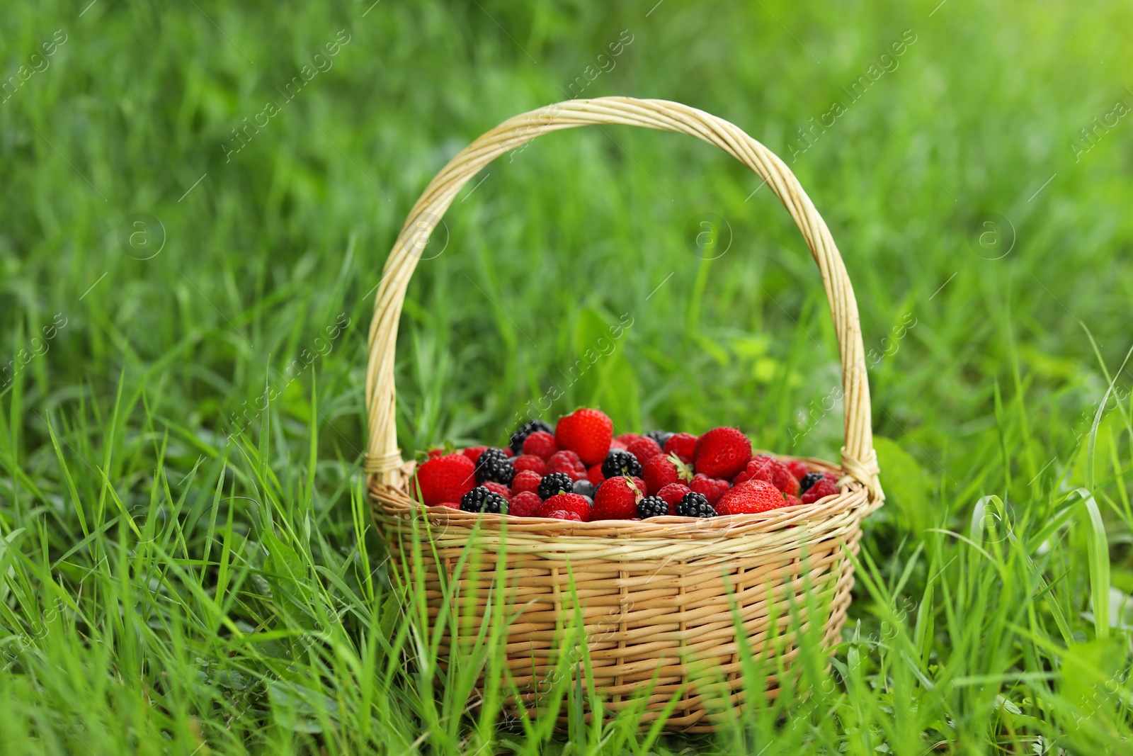 Photo of Wicker basket with different fresh ripe berries in green grass outdoors