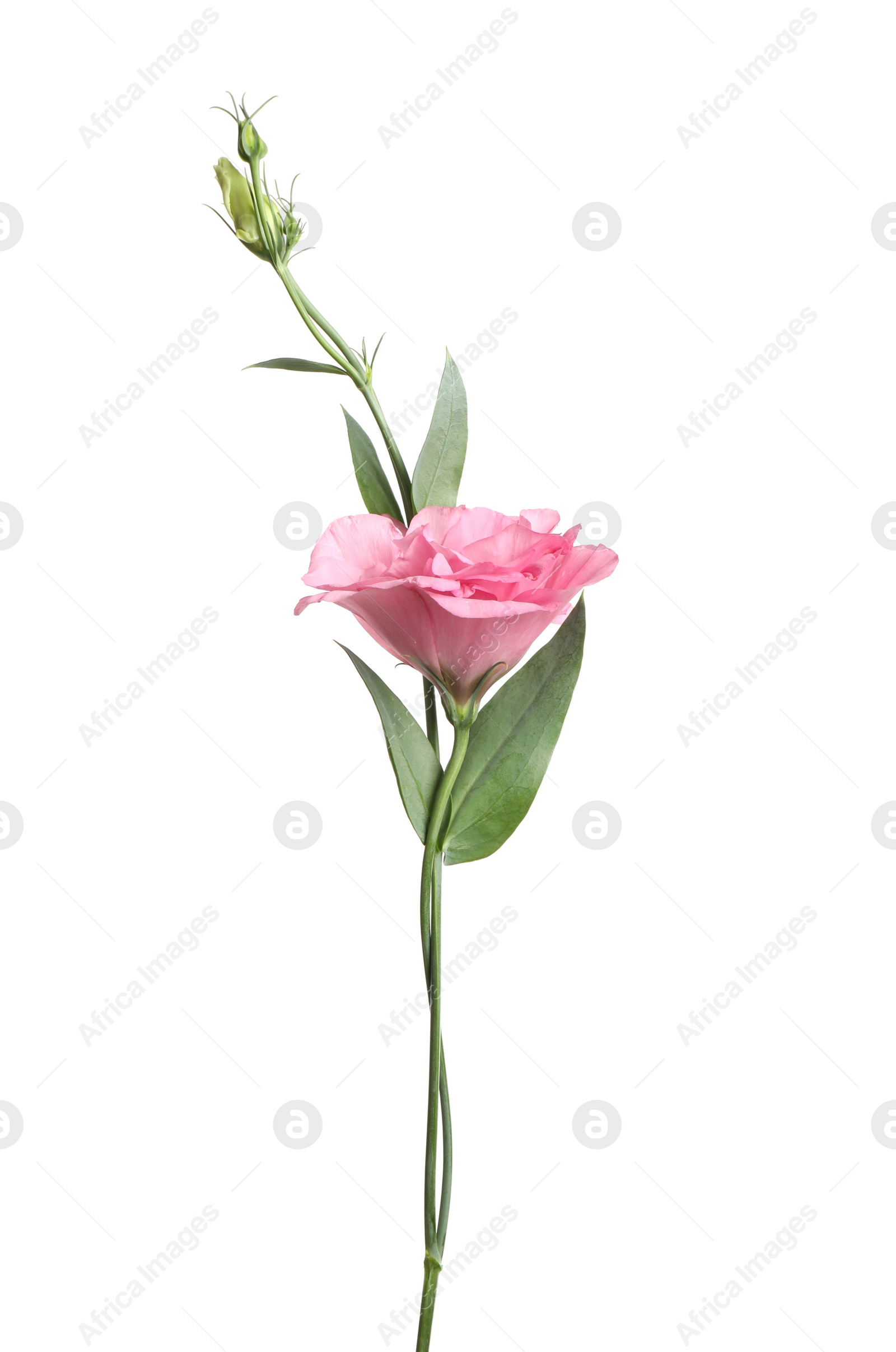 Photo of Beautiful fresh Eustoma flower isolated on white