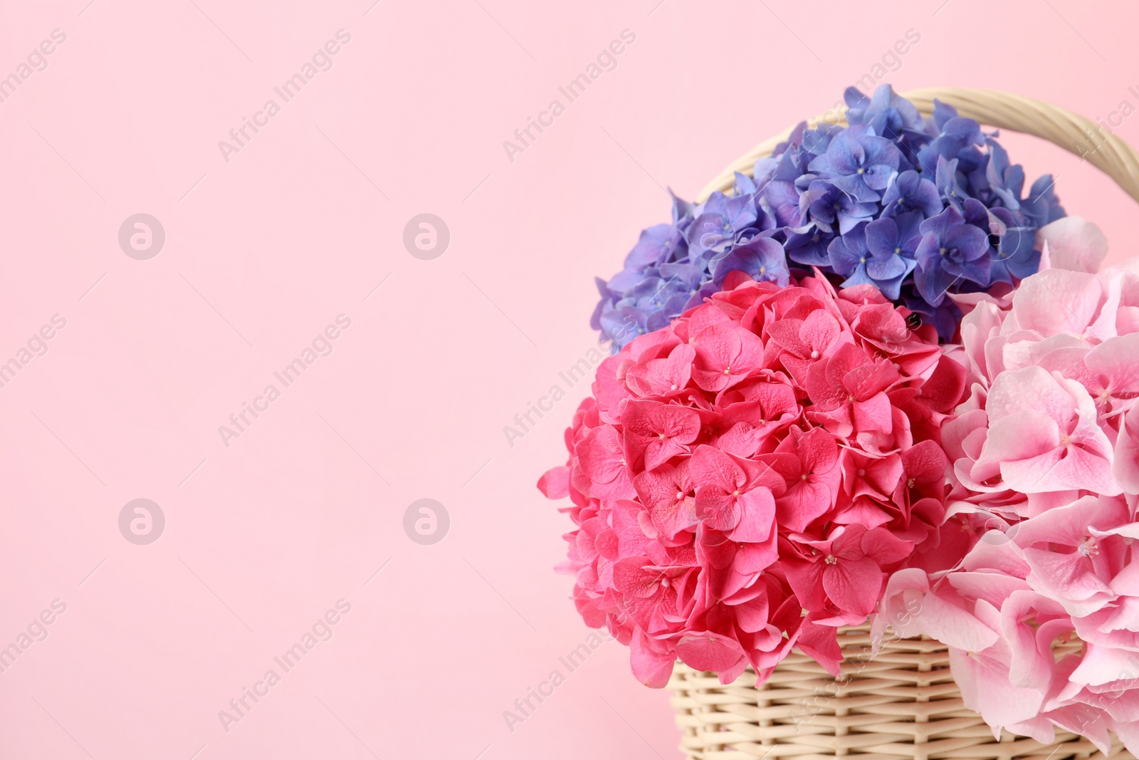 Photo of Bouquet with beautiful hortensia flowers in wicker basket on pink background. Space for text