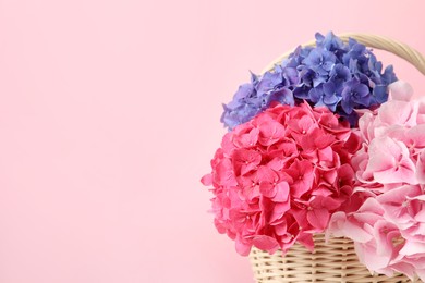 Bouquet with beautiful hortensia flowers in wicker basket on pink background. Space for text