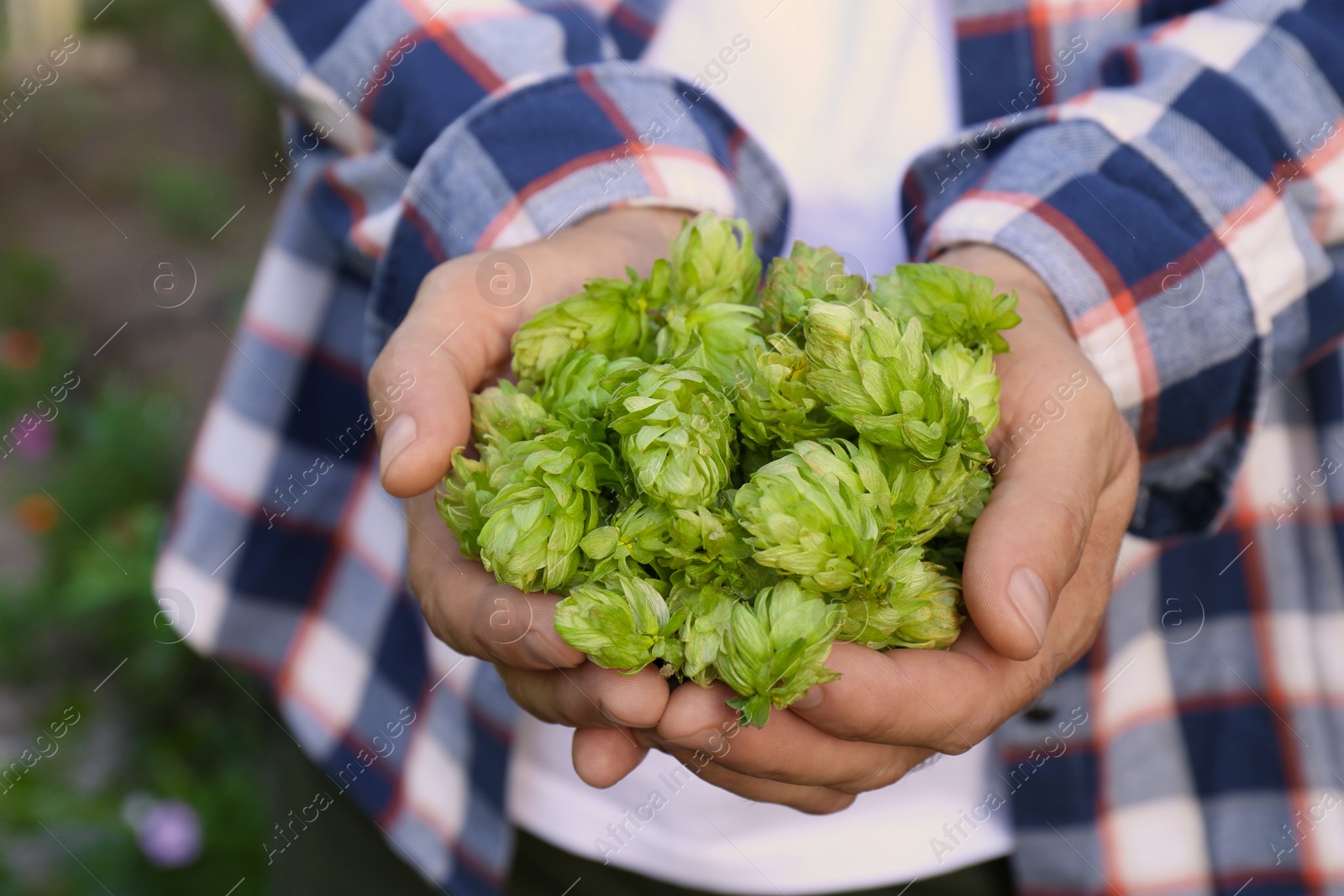 Photo of Man holding fresh green hops outdoors, closeup