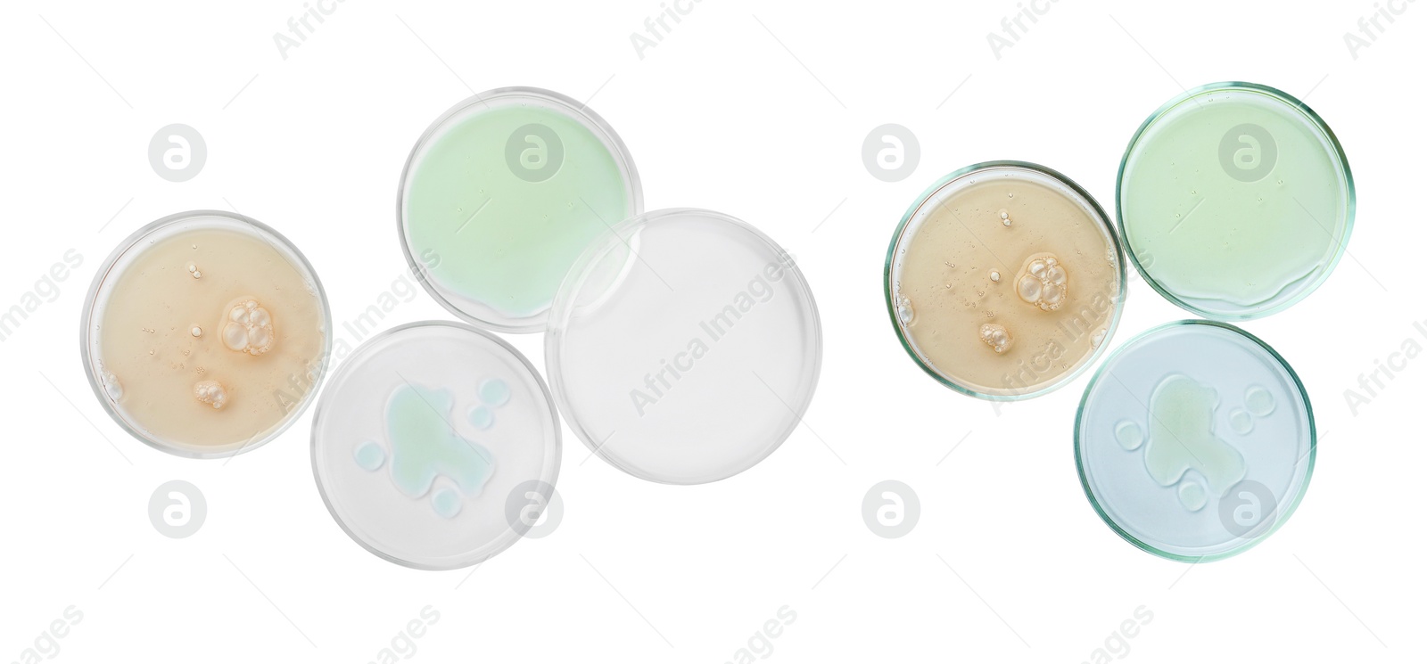 Image of Set of Petri dishes with liquid samples isolated on white, top view