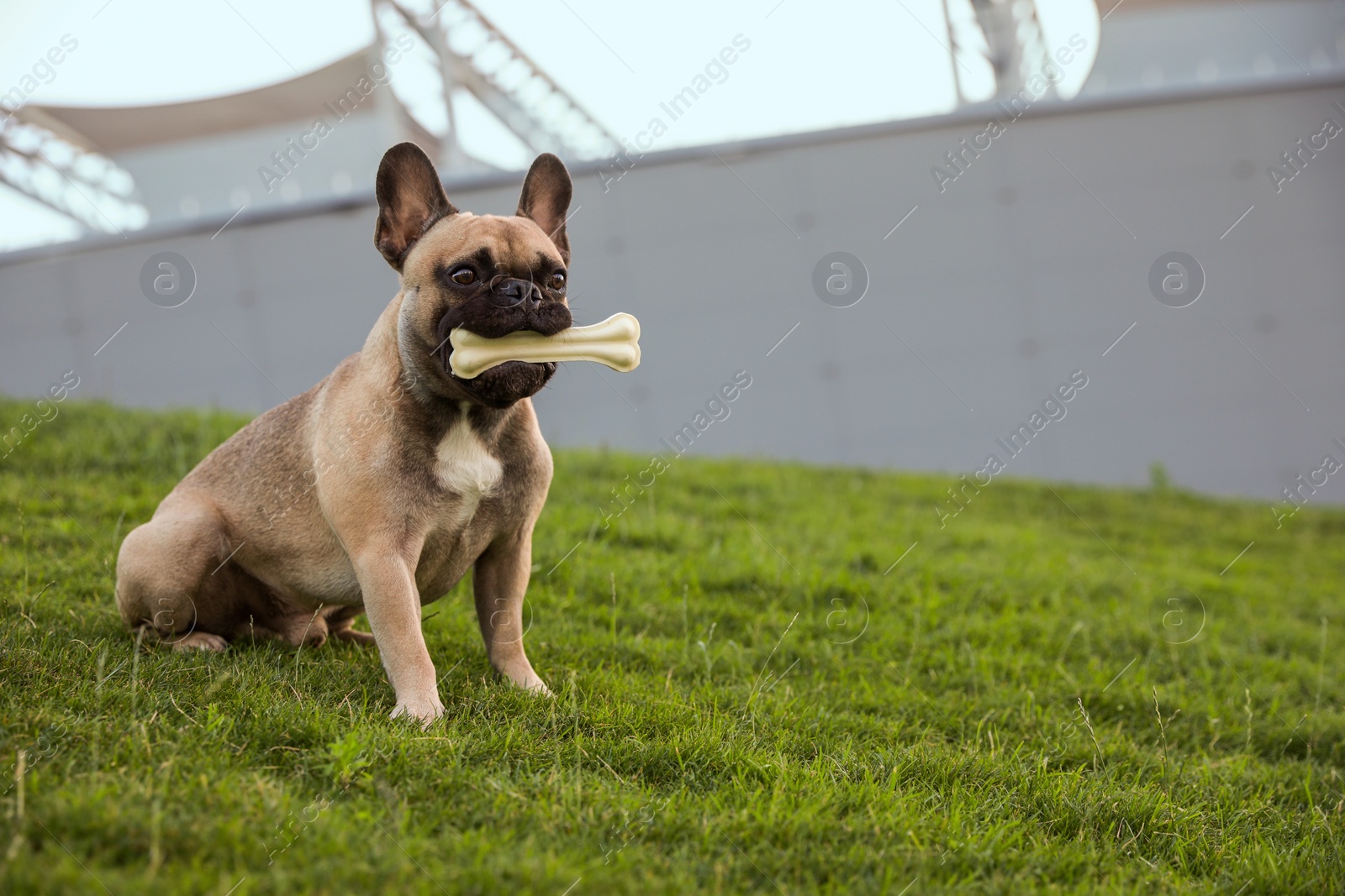 Photo of Cute French bulldog with bone treat on green grass outdoors, space for text. Lovely pet