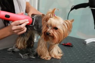 Photo of Professional groomer giving stylish haircut to cute dog in pet beauty salon