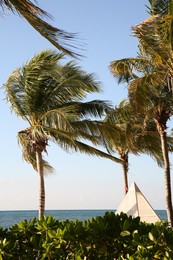 Photo of Beautiful palm trees with green leaves near sea