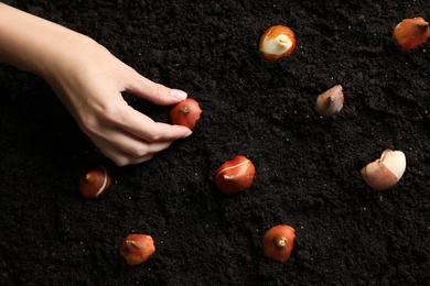 Photo of Woman planting tulip bulb into soil, top view