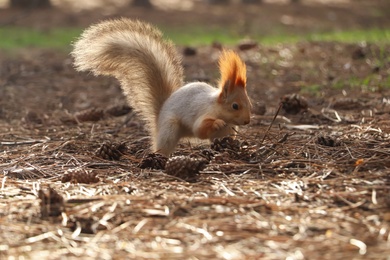 Cute red squirrel near pine cones in forest