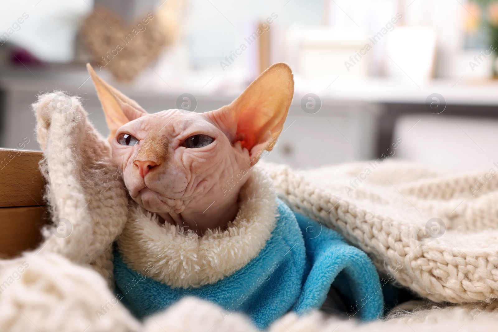 Photo of Cute Sphynx cat in warm sweater at home, space for text. Lovely pet