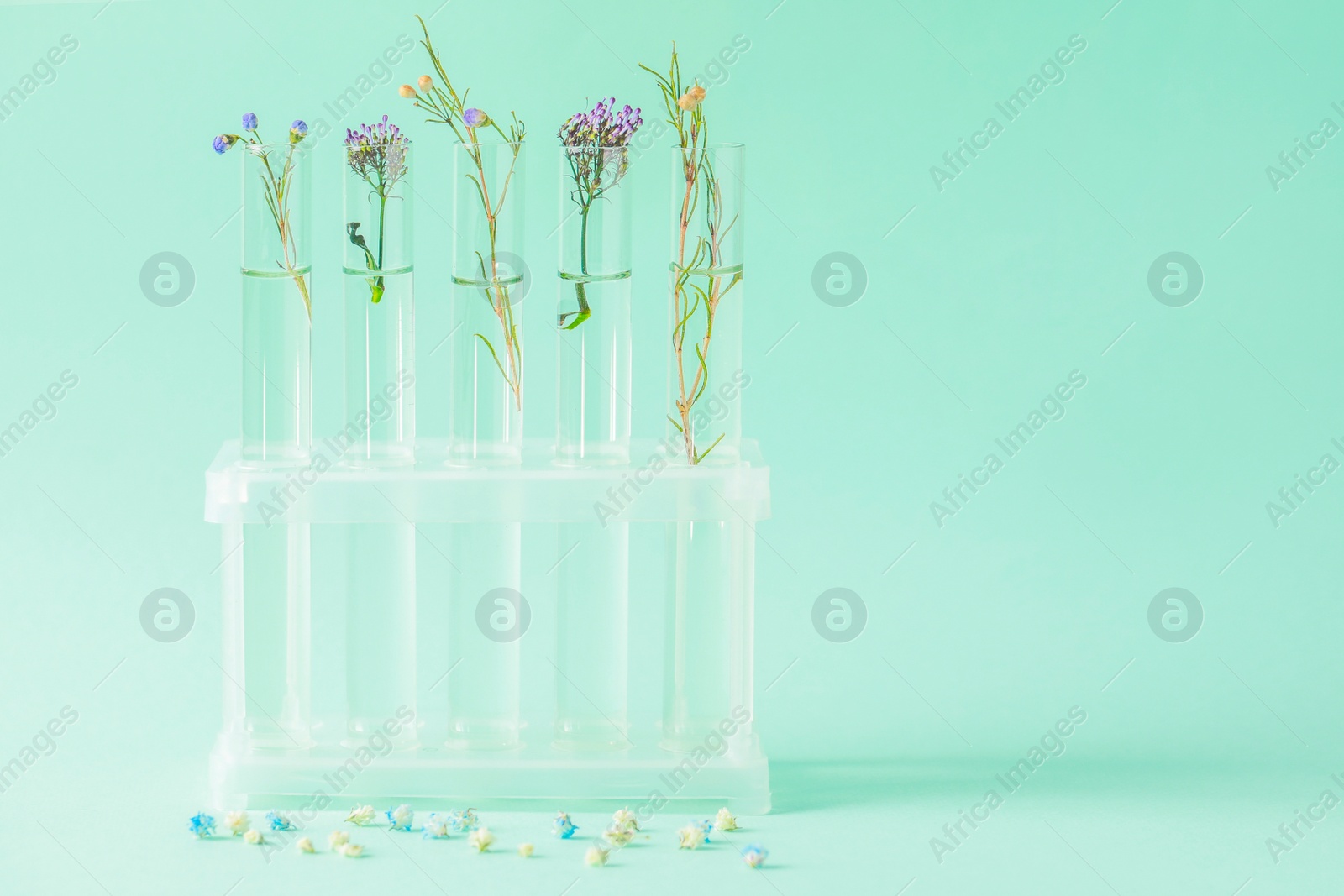 Photo of Different plants in test tubes on light turquoise background. Space for text