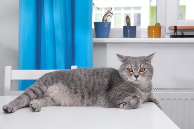 Photo of Cute Scottish straight cat lying on white table at home