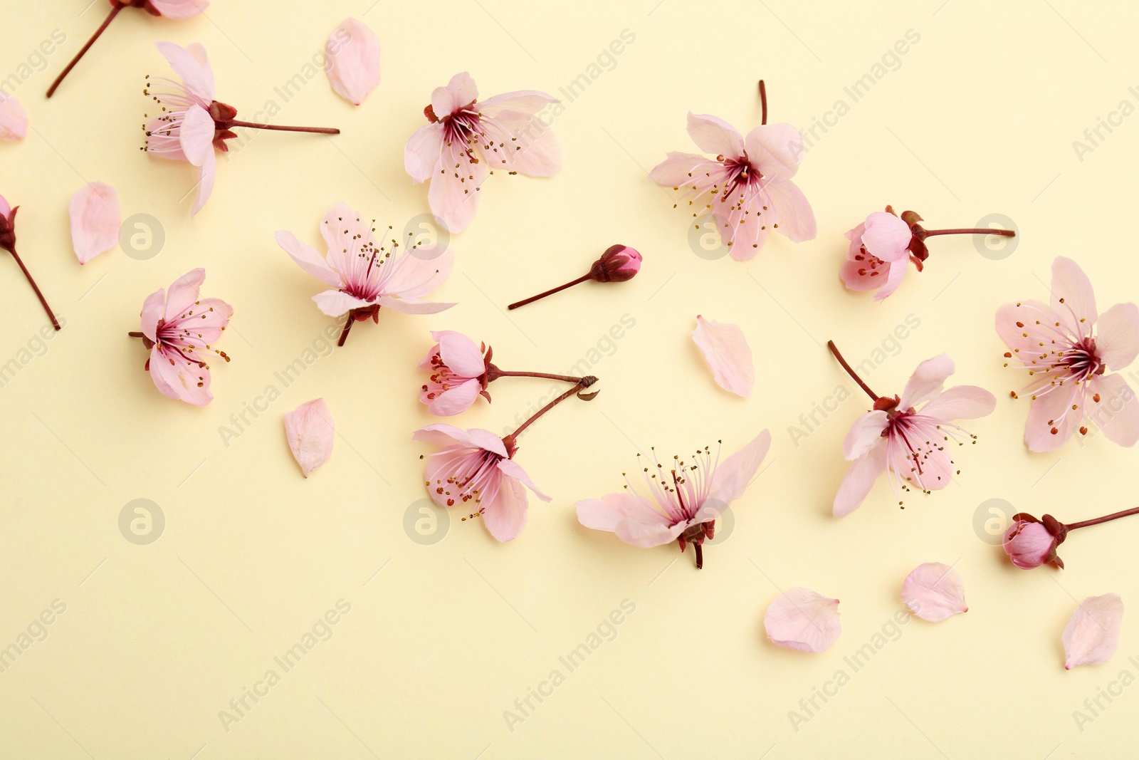 Photo of Beautiful spring tree blossoms and petals on yellow background, flat lay