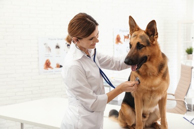 Photo of Professional veterinarian examining German Shepherd dog in clinic