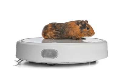 Modern robotic vacuum cleaner and guinea pig on white background