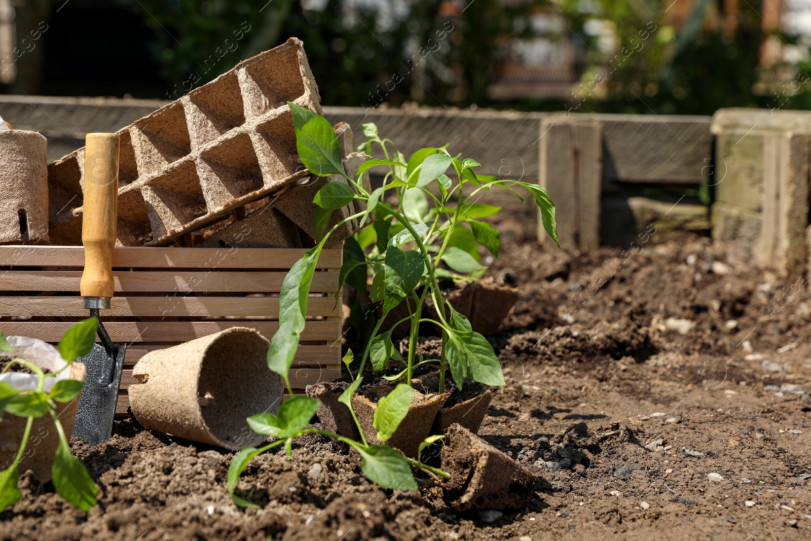 Photo of Many seedlings and different gardening tools on ground outdoors. Space for text