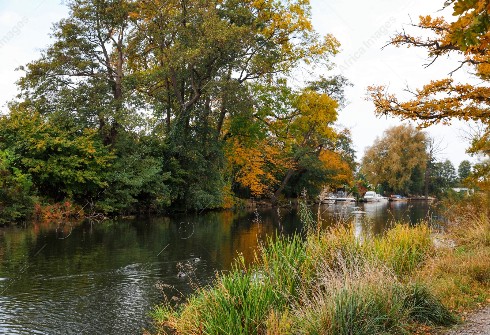 Photo of Picturesque view of river and trees in beautiful park. Autumn season