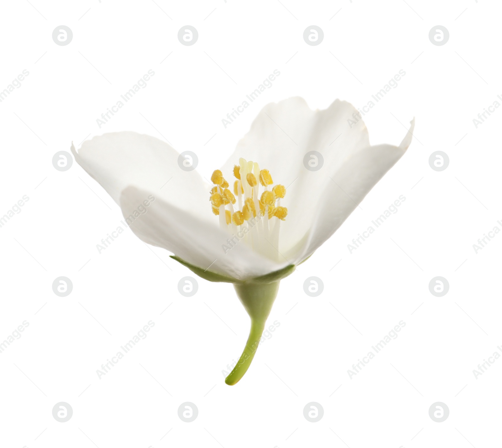 Photo of Beautiful flower of jasmine plant isolated on white