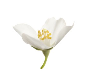 Photo of Beautiful flower of jasmine plant isolated on white