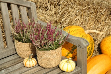 Photo of Beautiful heather flowers in pots and pumpkins on wooden bench outdoors