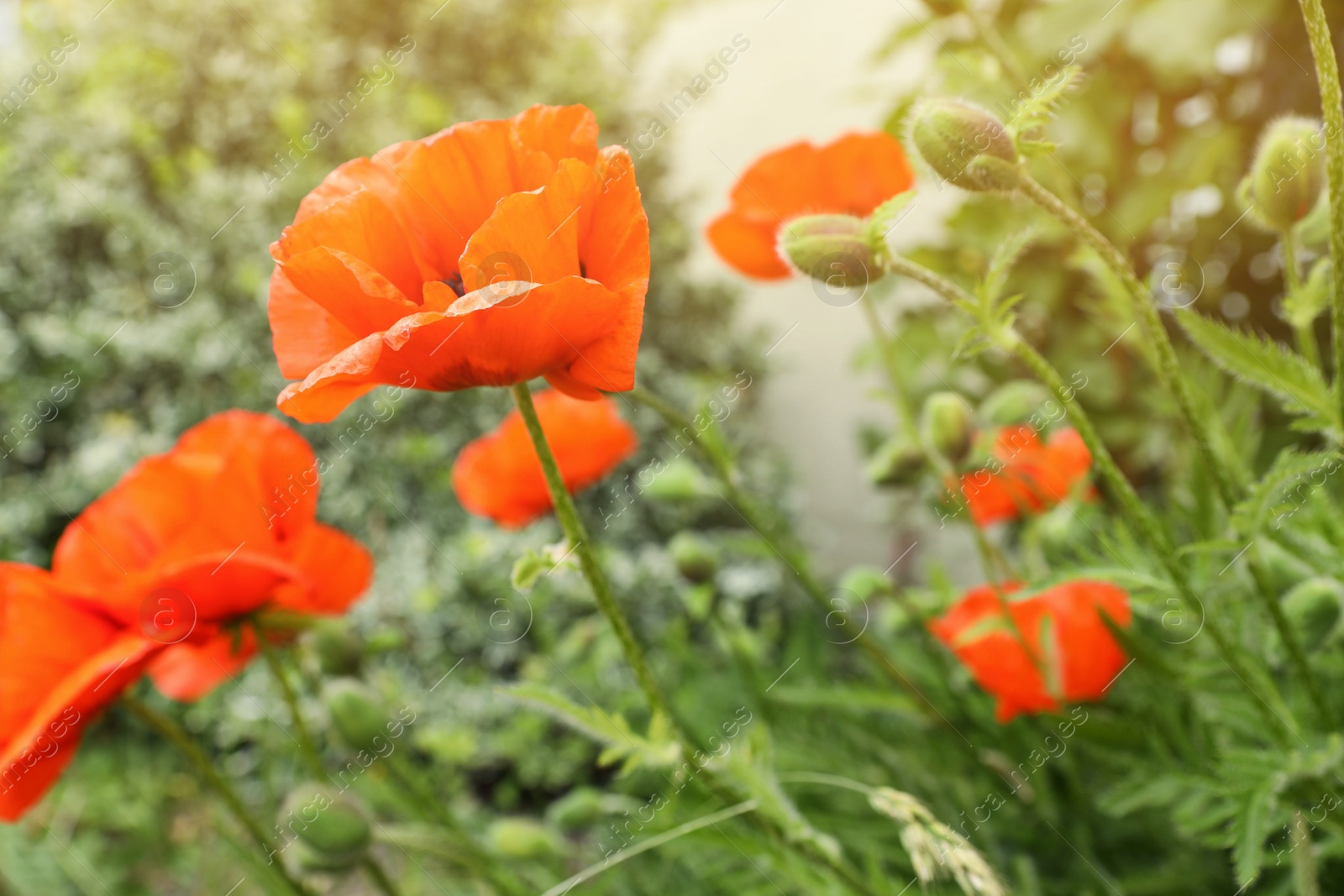 Photo of Beautiful red poppy flowers in garden, closeup. Space for text