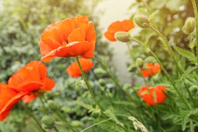 Photo of Beautiful red poppy flowers in garden, closeup. Space for text