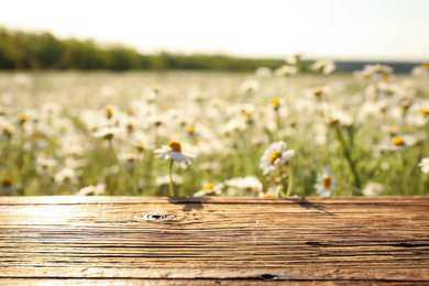 Empty wooden table in blooming chamomile field
