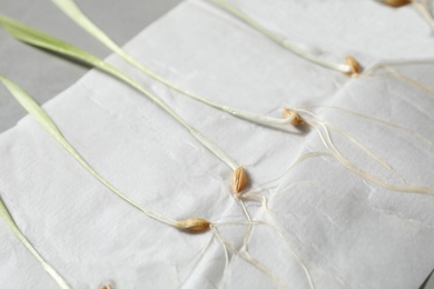 Photo of Young seedlings on paper napkin, closeup. Laboratory research