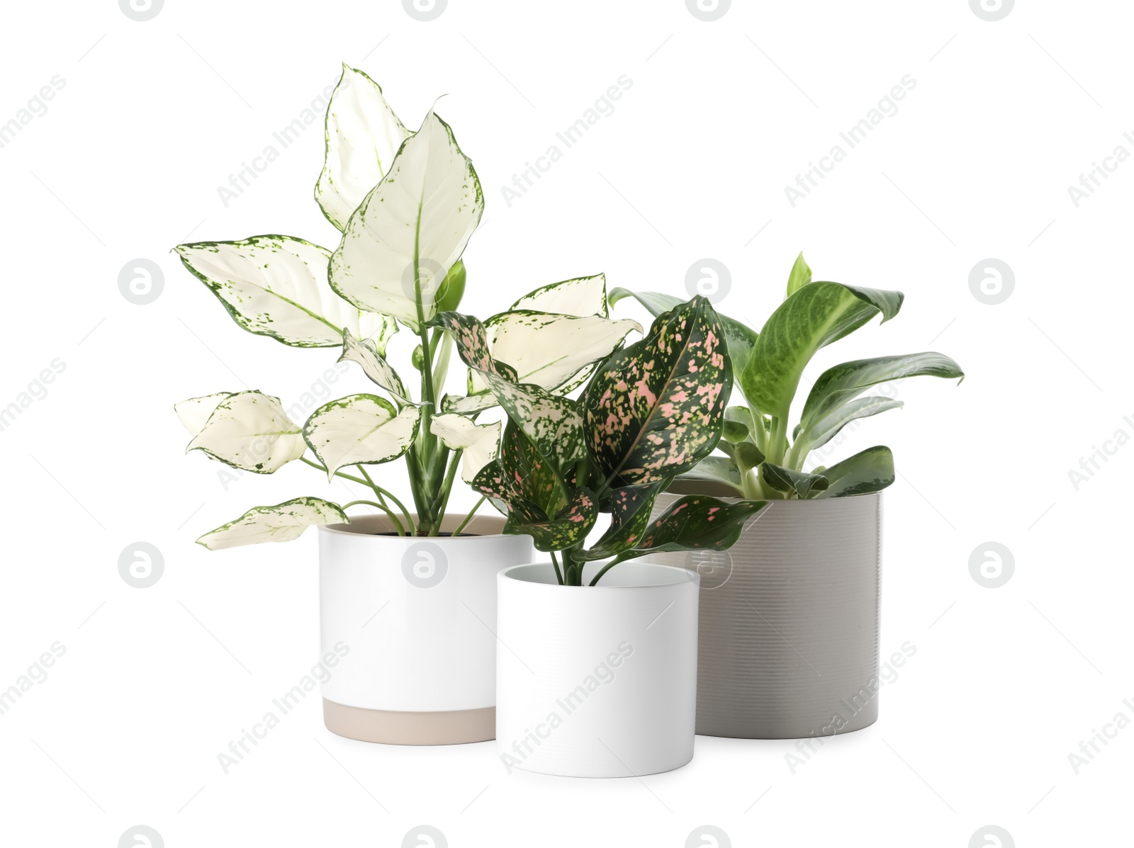 Photo of Beautiful Aglaonema plants in flowerpots isolated on white. House decor