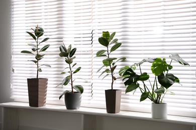 Photo of Beautiful potted plants on window sill at home