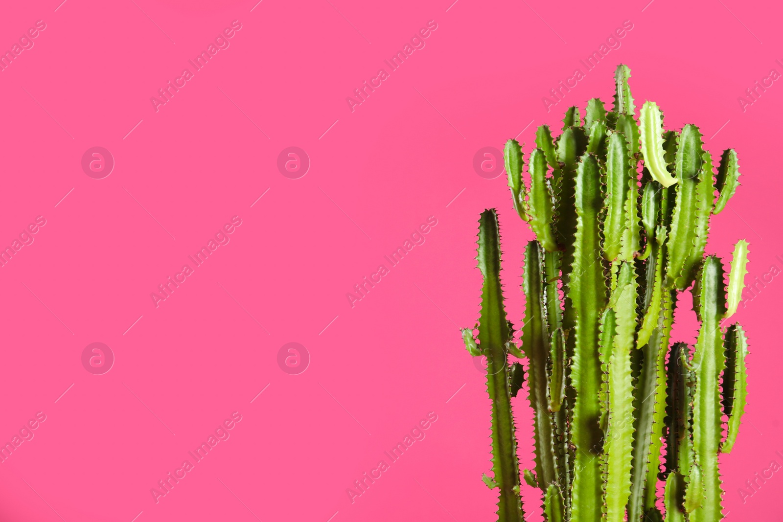 Photo of Beautiful cactus on pink background, space for text. Tropical plant