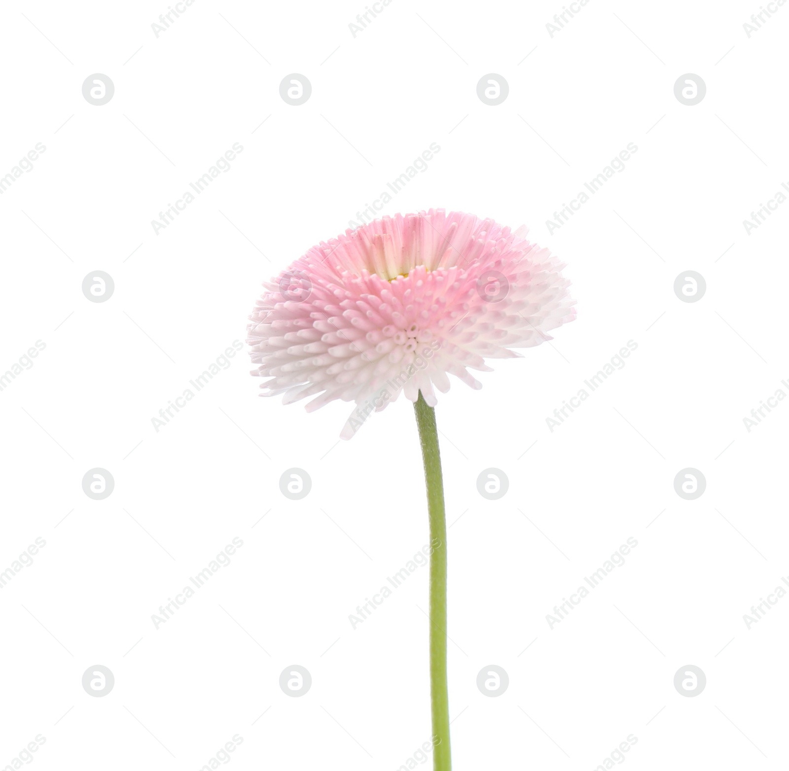 Photo of Beautiful blooming daisy against white background. Spring flower