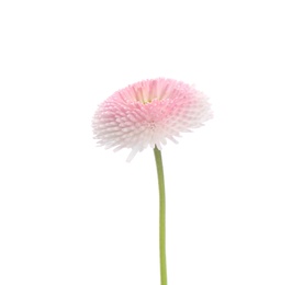 Photo of Beautiful blooming daisy against white background. Spring flower