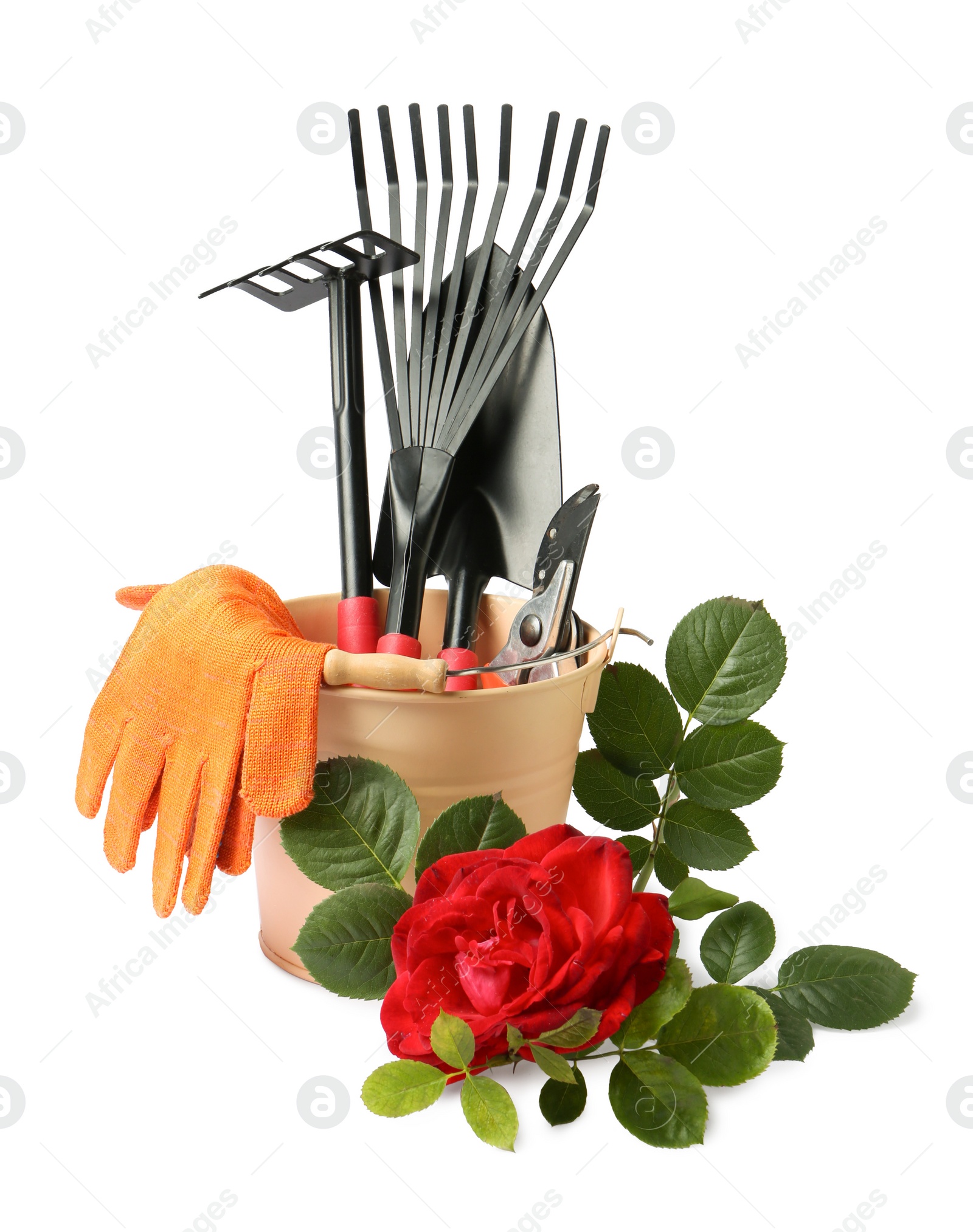 Photo of Pair of gloves, gardening tools and blooming rose on white background