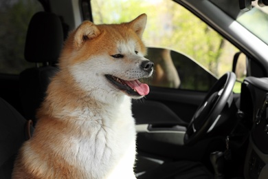 Photo of Cute fluffy Akita Inu dog in car