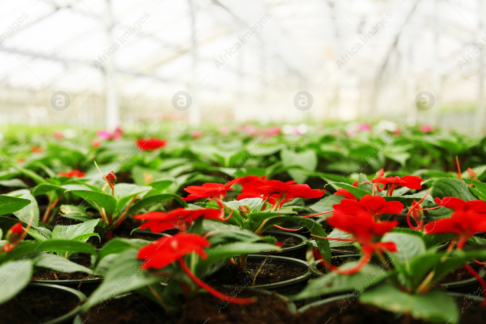 Photo of Many pots with fresh blooming flowers in greenhouse